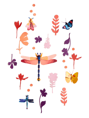 Wall of Curiosities, Insect Connoisseur